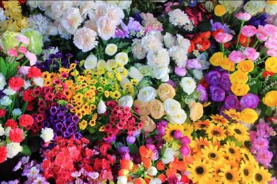 深圳小荷蘭 花卉仙境與機械設備交織的浪漫之旅